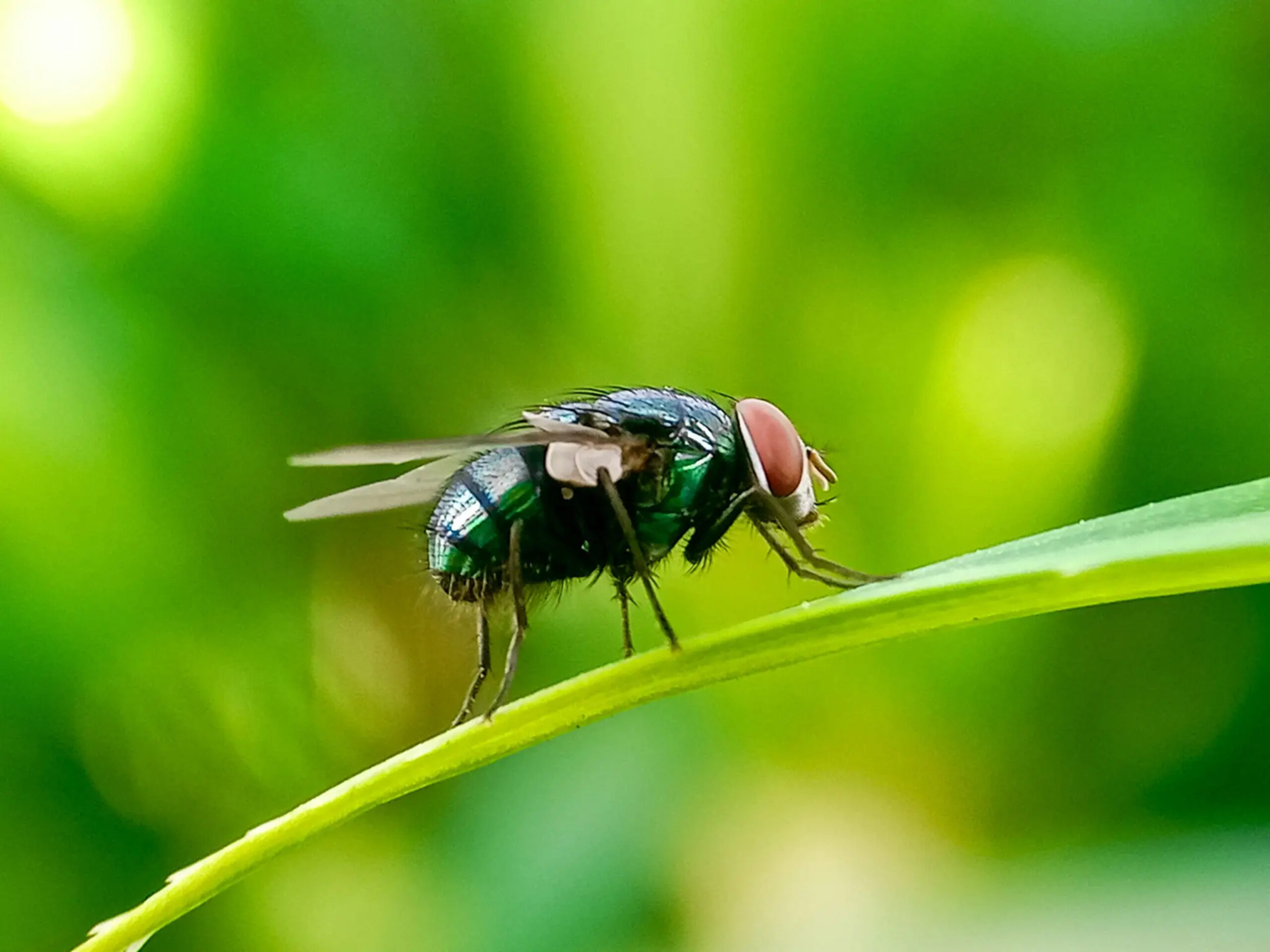 Fly in the Ointment